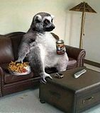 funny-animals4-1.jpg